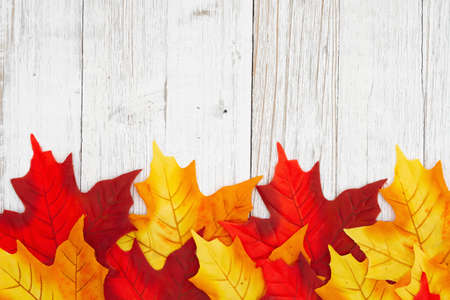 Red and yellow autumn leaves fall background with weathered wood for your seasonal messageの写真素材