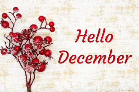 Hello December greeting with holly berry branch on grunge white and gold