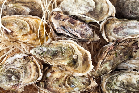 Fresh opened oyster with sliced lemon offered as top view on crushed ice with copy spaceの写真素材