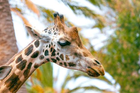 A giraffe looking and listening on tropical background with Palms.の写真素材