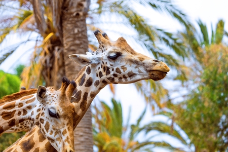 A giraffe looking and listening on tropical background with Palms.の写真素材