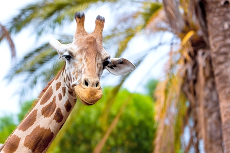 A giraffe looking and listening on tropical background with Palmsの写真素材