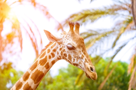 A giraffe looking and listening on tropical background with Palmsの写真素材
