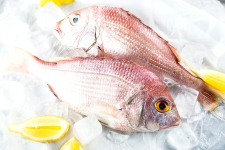 raw sea bream fish dorado in ice on market with copy space, top viewの写真素材