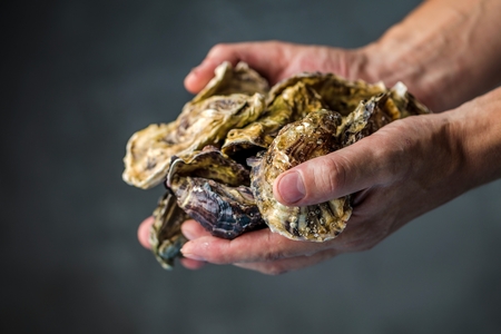 Fresh raw oysters in man hands on dark bakgroundの写真素材