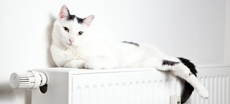 Beautiful white cat relaxing on the radiator closeupの写真素材