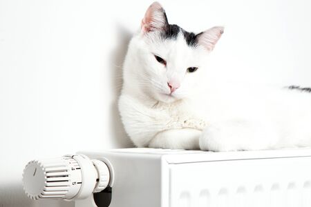 Beautiful white cat relaxing on the radiator closeupの写真素材