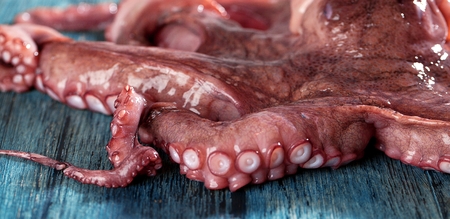 fresh octopus closeup on wooden rustic table
