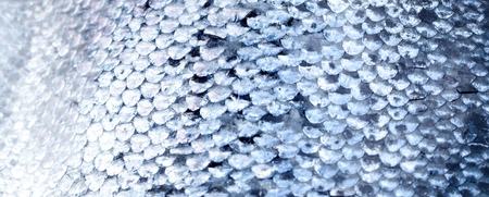 Fresh salmon filet isolated on white backgroundの写真素材