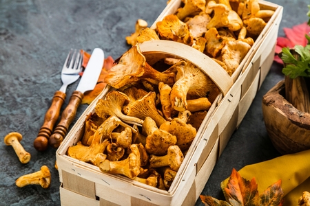 Raw wild mushrooms chanterelles in basket with dill on wooden backgroundの写真素材