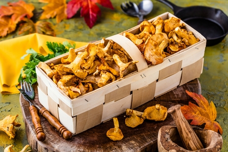 Raw wild mushrooms chanterelles in basket with dill on wooden backgroundの写真素材