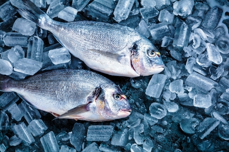 Fresh Royal Dorade on Black Background with ice.の写真素材