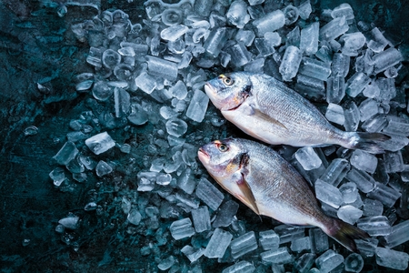 Fresh Royal Dorade on Black Background with ice.の写真素材