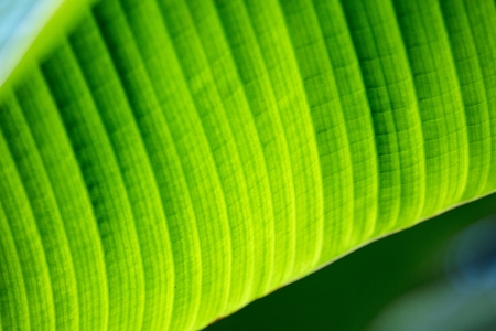 Green banana leaf background abstract close up.