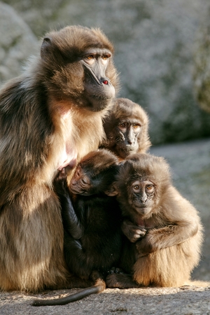 Hamadryas Baboon Papio hamadryas pavian close up portrait in the zoo.の写真素材