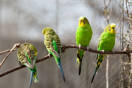 Budgerigar sits on a branch. The parrot is brightly green-colored. Bird parrot is a pet. Beautiful...