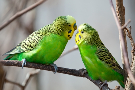 Budgerigar sits on a branch. The parrot is brightly green-colored. Bird parrot is a pet. Beautiful pet wavy parrot.の写真素材