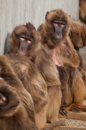 A snow monkey Japanese Macaque cuddling her baby near a warm spring.の写真素材
