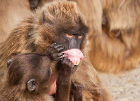 A snow monkey Japanese Macaque cuddling her baby near a warm spring.の写真素材