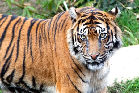Beautiful tiger sitting on cobblestone surface in zoo