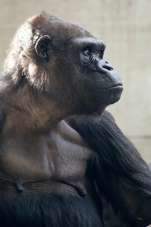 Beautiful Portrait of a Gorilla. Male gorilla on black background, severe silverback anthropoid ape.