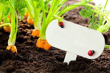 Carrot vegetable grows in the garden with text board in German Bio or Happy Easter.の写真素材