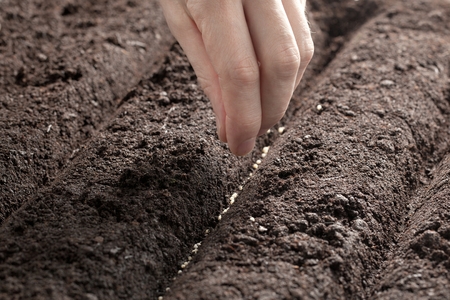 Seeding or planting a plant on a natural, soil backgroud. Camera from low angle or top view. Natural...