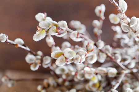 Easter greeting card with pussy willow bunch over wooden background.