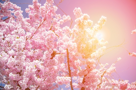 Beautiful full bloom cherry Blossom trees in the early spring season. Pink Sakura Japanese flower in Japanese garden with green grass.の写真素材