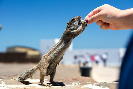 One gopher. Nice close up wildlife photography.の写真素材