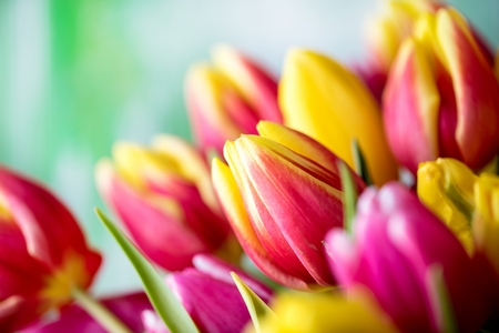 Easter background with colorful eggs and yellow tulips over wood. Top view with copy space