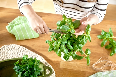 Holding a leaf of a basil plant Male hands .の写真素材