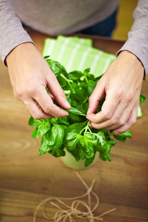 Holding a leaf of a basil plant Male hands .の写真素材