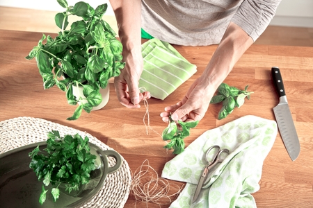Holding a leaf of a basil plant Male hands .の写真素材