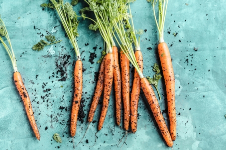 Bunch of fresh carrots with green leaves over beton background. Vegetable. Foodの写真素材