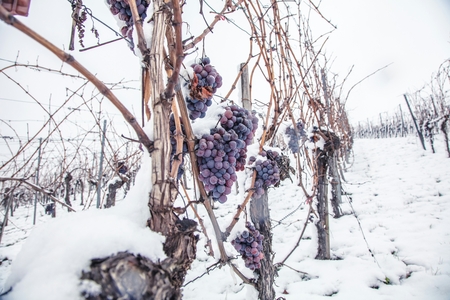 Ice wine. Wine red grapes for ice wine in winter condition and snow.の写真素材