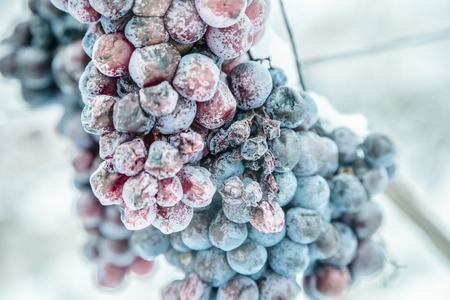 Ice wine. Wine red grapes for ice wine in winter condition and snow.の写真素材
