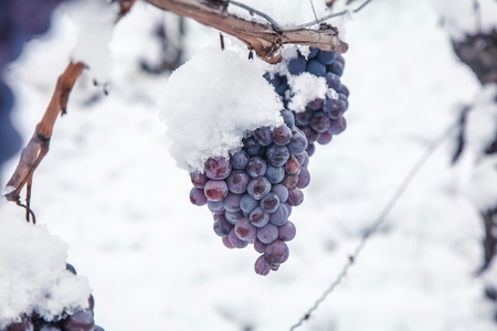 Ice wine. Wine red grapes for ice wine in winter condition and snow.の写真素材