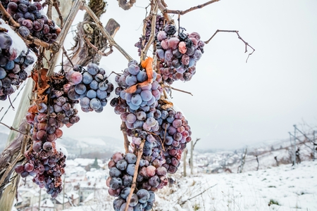 Ice wine. Wine red grapes for ice wine in winter condition and snow.の写真素材