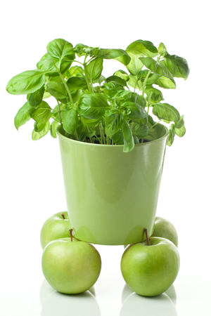 Fresh basil in pot on white background,with green apples on with backgroundの写真素材