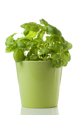 The bush of basil in a pot on white backgroundの写真素材