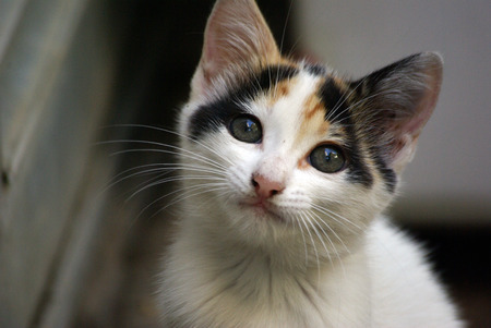 innocent catのeditorial素材