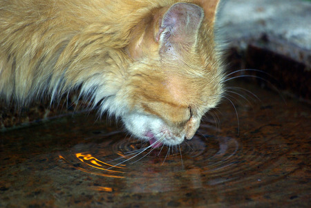 thirsty catのeditorial素材