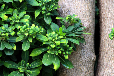 tree and plant