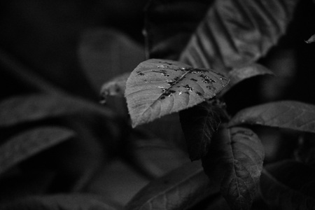 Rain drops on the sheetの写真素材