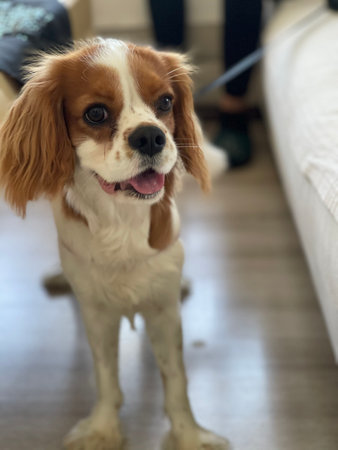 Cavalier king charles spaniel dog looking at the cameraの写真素材