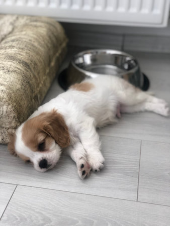 Cute puppy sleeping near bowl with food on floor in living roomの写真素材