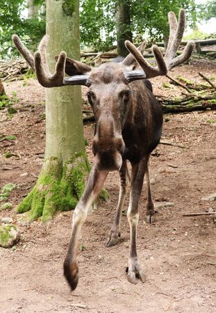 Bull moose walking in his enclosure at the Wildlife park and Greifvogelzoo inPotzberg, Germany.のeditorial素材