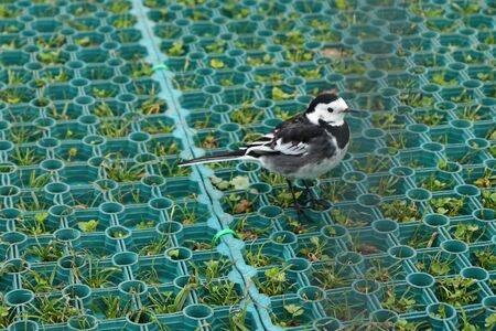 Small black and white pied wagtail bird in Wiltshire, England on a winter day.のeditorial素材