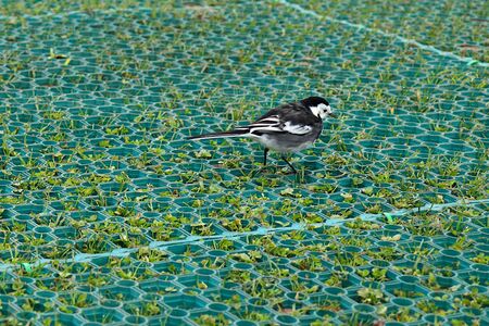 Small black and white pied wagtail bird walking on the ground in Wiltshire, England on a winter day.のeditorial素材